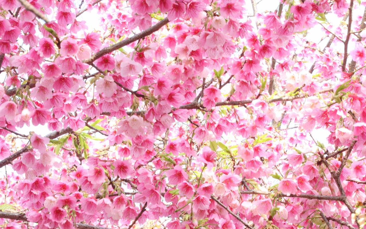 iPhone浏览器闪退怎么回事？苹果手机safari浏览器异常退出解决方法_海外账号购买网