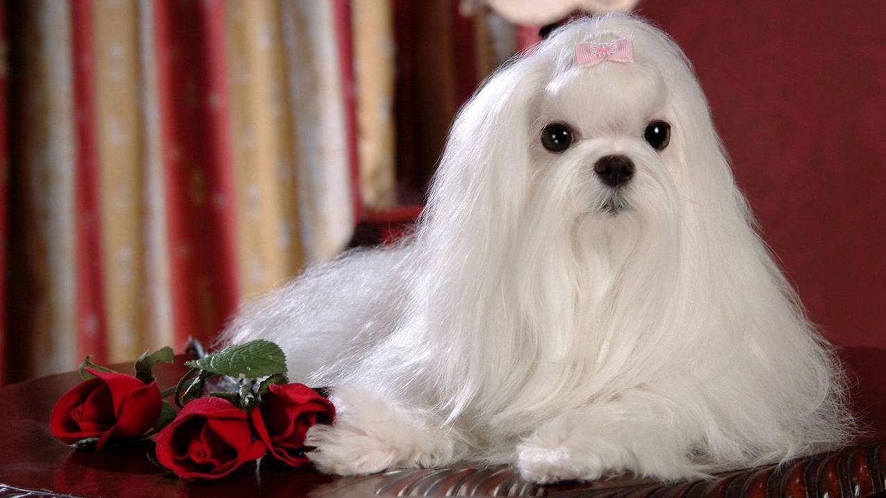 千川视频投放如何取消？ - 低价业务 - dy业务网