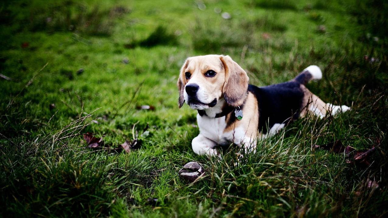 相亲从接吻开始油管搬运第一期_相亲从接吻开始油管搬运40 - youtube相关 - 55dz账号网