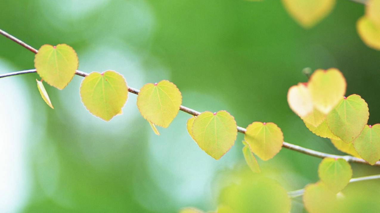 浏览器打不开网址怎么解决 浏览器打不开网页解决方法  ( 小火箭官网打不开 ) - 55dz账号网