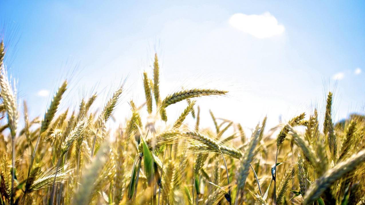 抖音用appleid登陆不上_苹果id怎么登录抖音 - Apple ID相关 - 55dz账号网