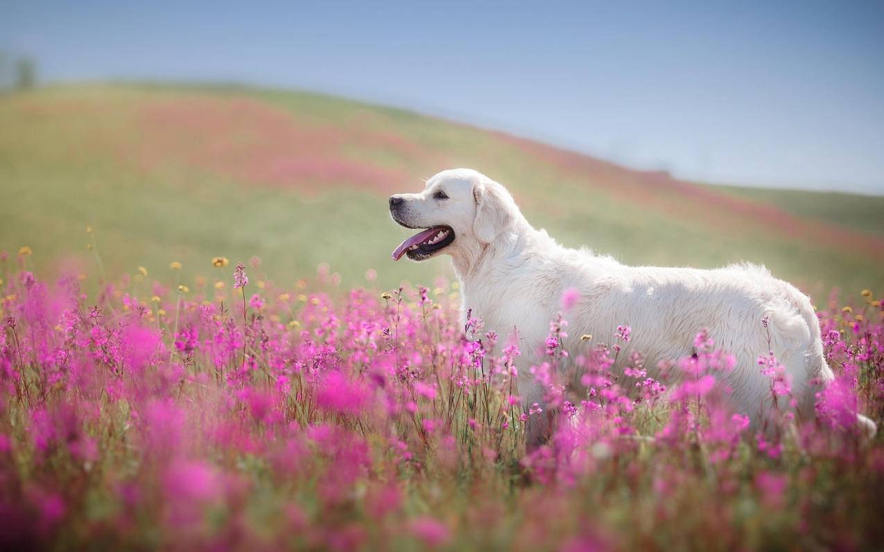如何查询之前的越南苹果id（Apple越南） - 各区苹果ID - 55dz账号网
