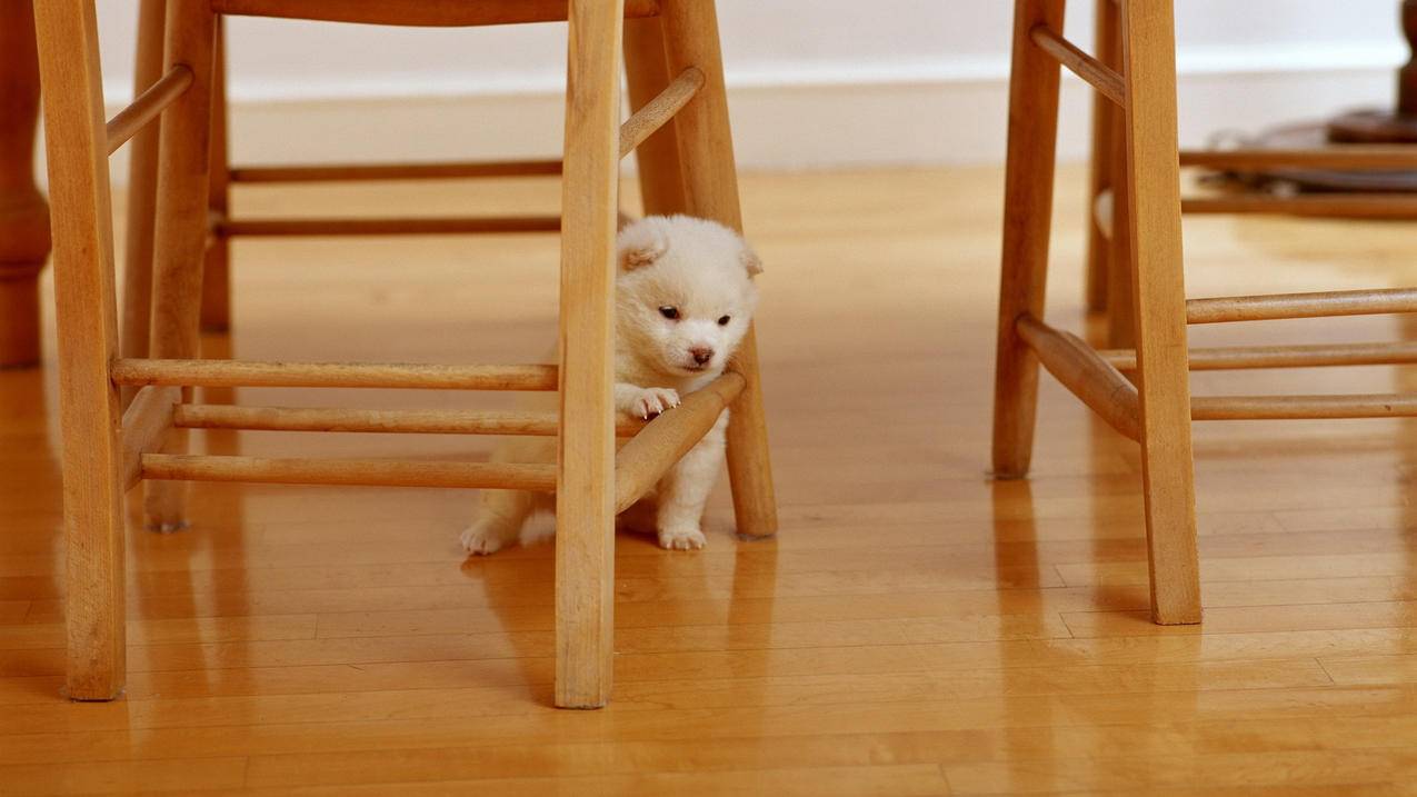 苹果一周内第二次重大让步：允许部分应用绕过AppStore付费注册 - Apple ID相关 - 55dz账号网