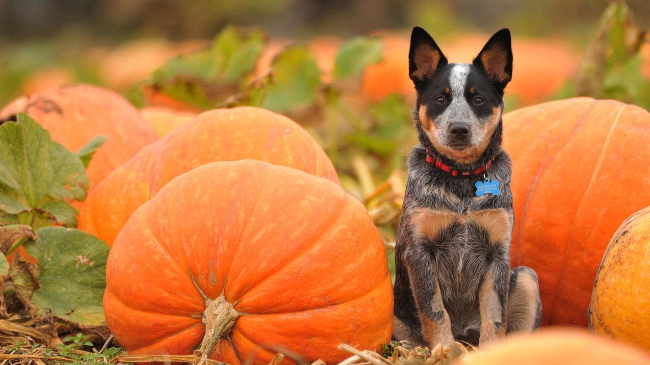 新手机号邮箱怎么注册?邮箱登陆_手机邮箱帐号怎么注册 - gmail相关 - 55dz账号网