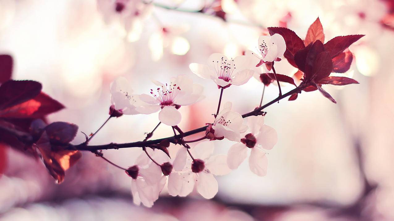 拼多多砍价投影仪怎么用-dy业务网