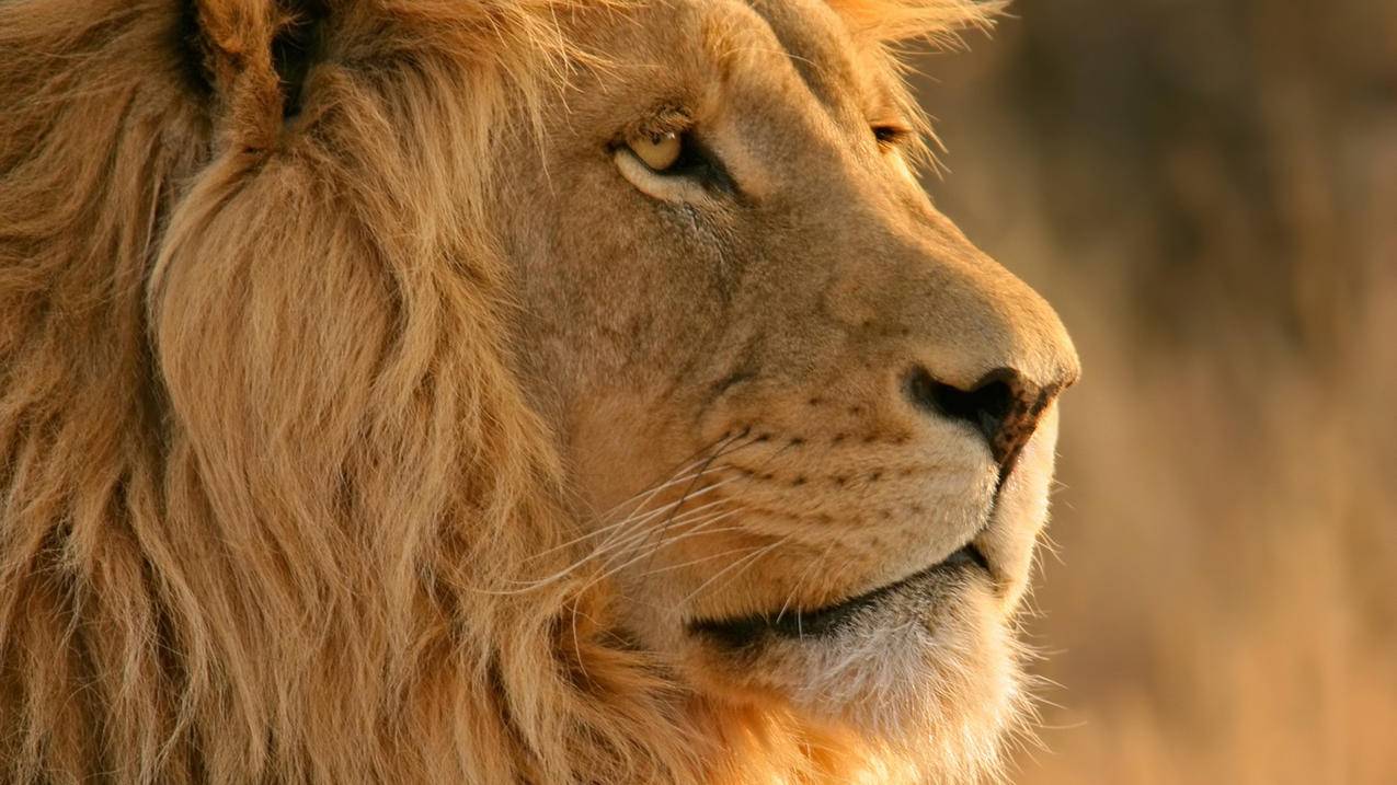 nba2kol2商城动作包属性限制_nba2kol2道具商城 - IOS分享 - 55dz账号网