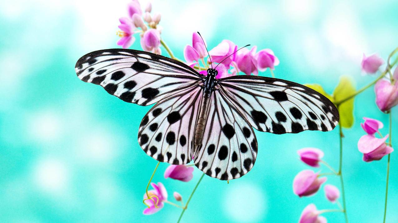 lol美服加速器mac_lol美服加速器还是卡 - 美国苹果ID - 55dz账号网