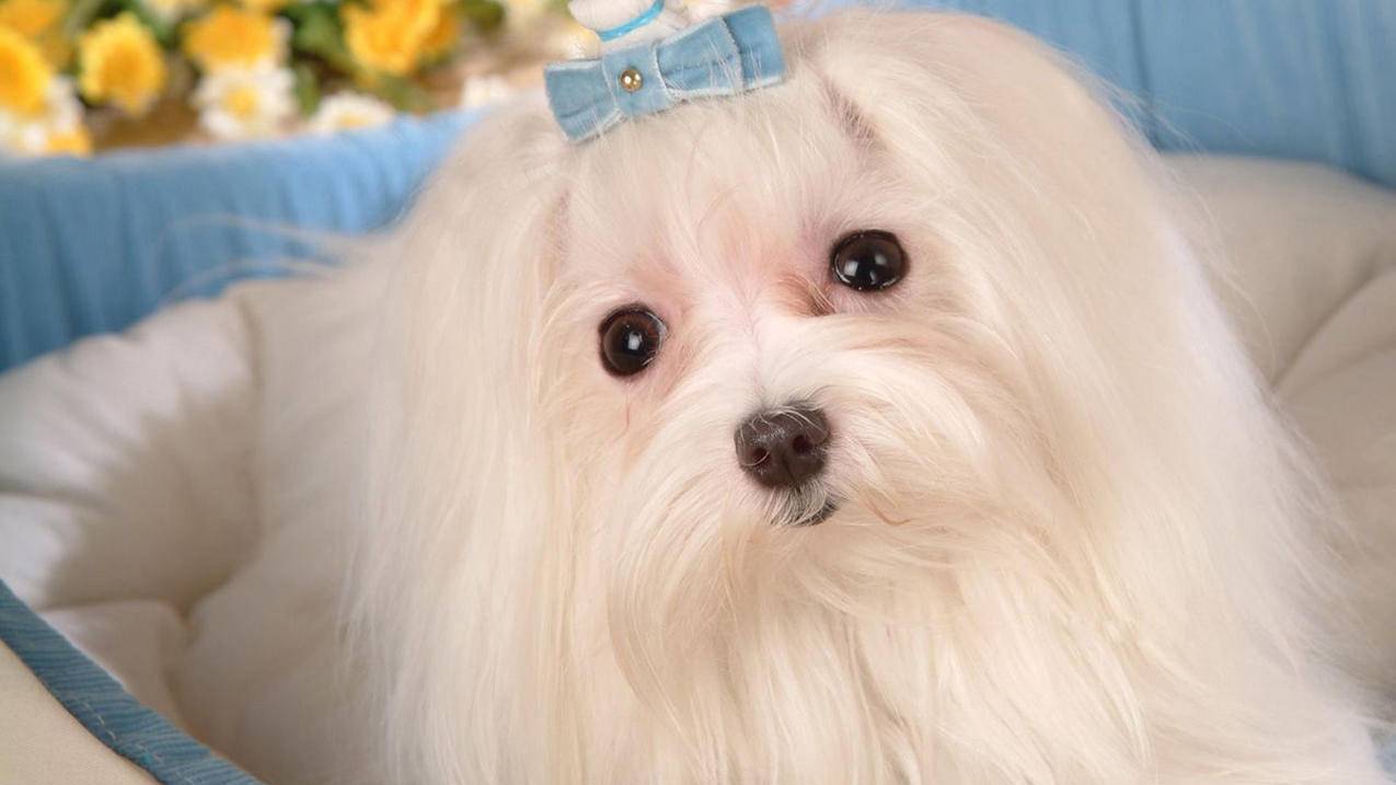 2022最新台区id账号大全（台湾id账号2021） - 台湾苹果ID - 55dz账号网