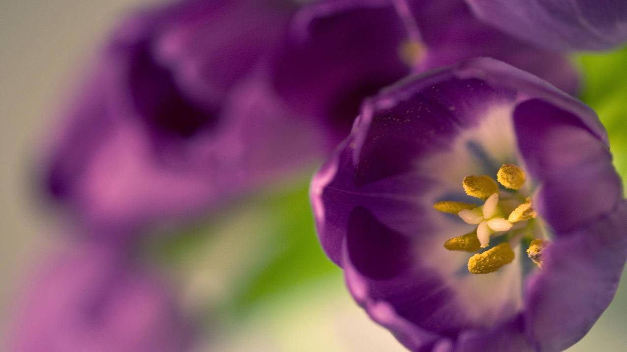 iphone日本appleid建议点不动_苹果日本id下不了app - 日本苹果ID - 55dz账号网