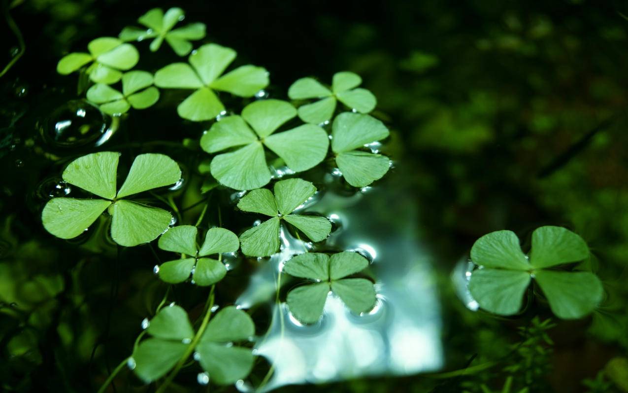 快手人气快刷免费-快手评论点赞置顶网站,天翼代刷快手,轮刷网