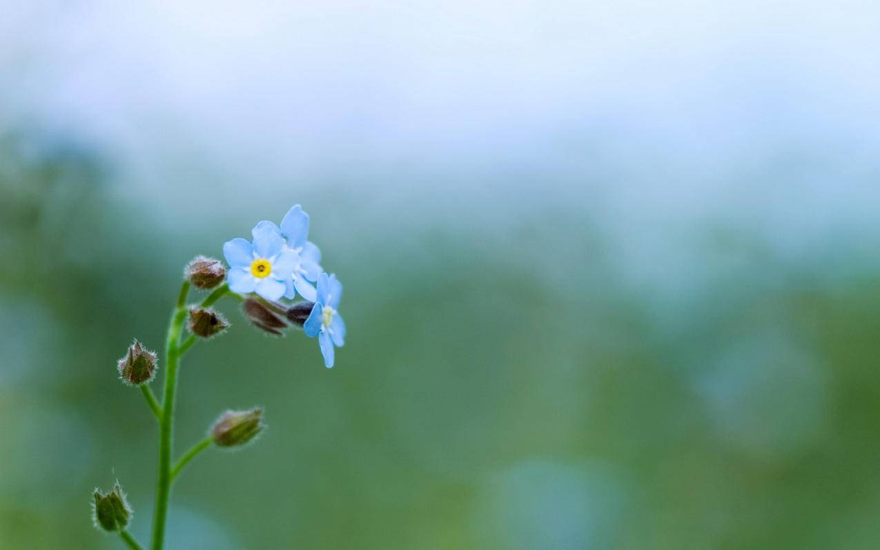 原手机号接收不了短信如何更改苹果id号码_原手机号接收不了短信如何更改苹果id号码信息 - 注册外服方法 - 55dz账号网