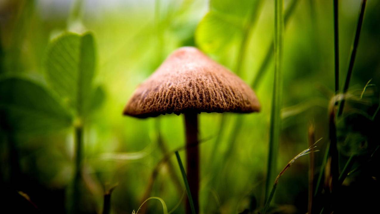 苹果id忘了手机号码也忘了_忘记了apple id的手机号码 - 各区苹果ID - 55dz账号网