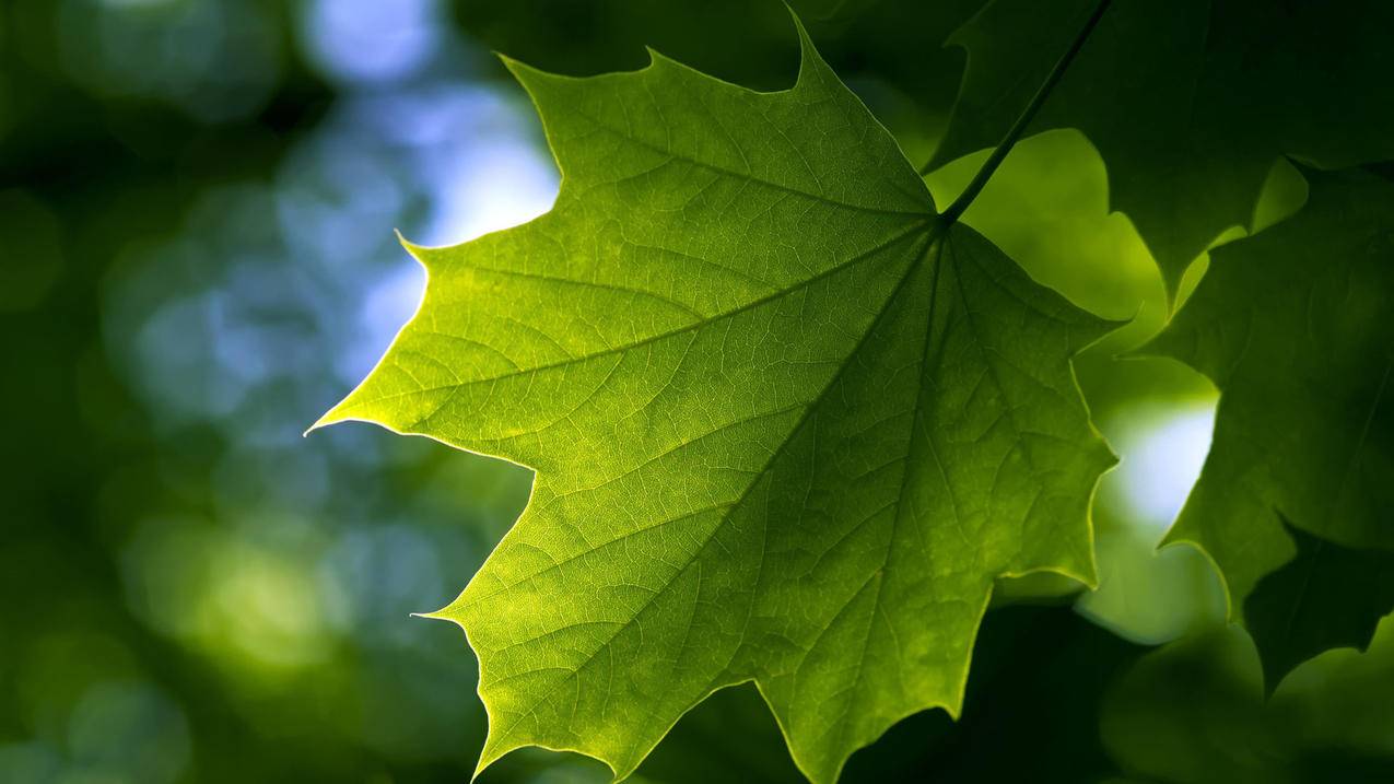 美服lol皮肤价格表_美服lol皮肤价格表最新 - 美国苹果ID - 55dz账号网