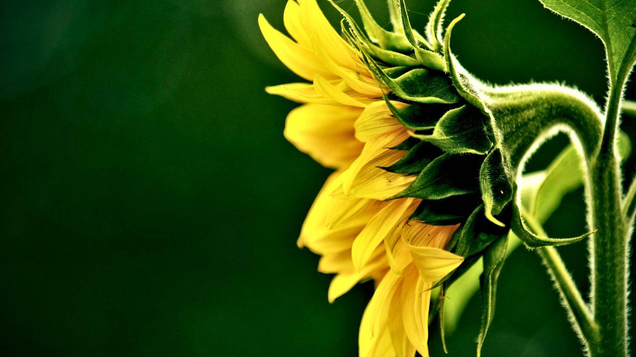 dmz卡盟平台 - 即可卡蜜自助下单平台-锦诚业务网24小时自助下单