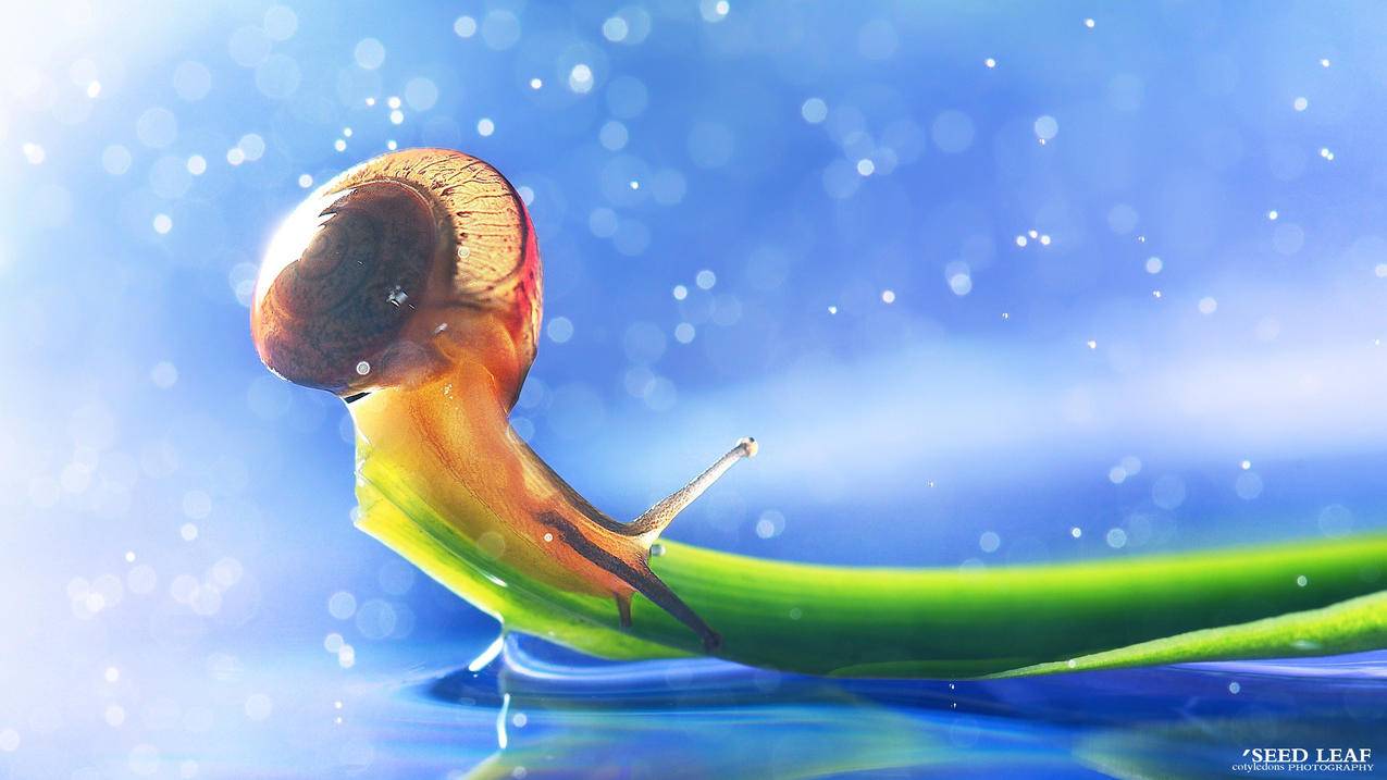 香港苹果id下面显示不同的两个手机的简单介绍 - 香港苹果ID - 55dz账号网