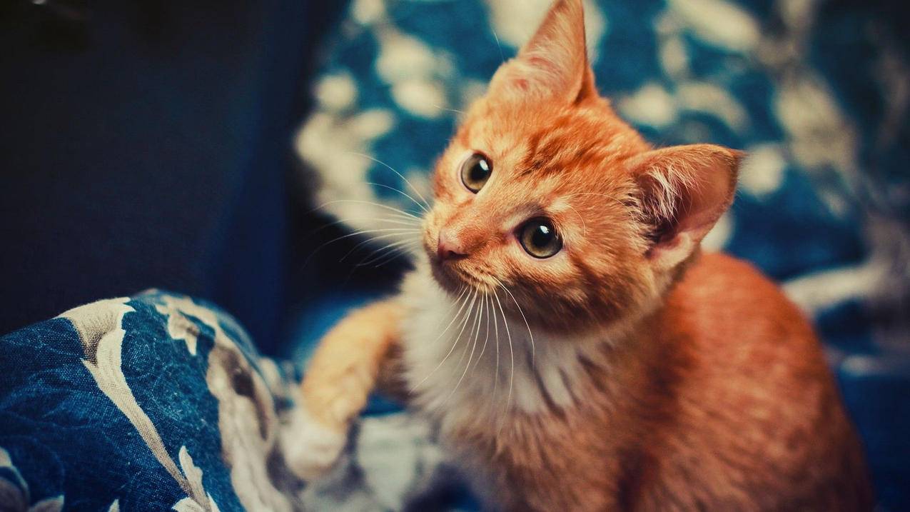 zoom2k增高多少_耐克ZOOM2K增高 - zoom相关 - 55dz账号网