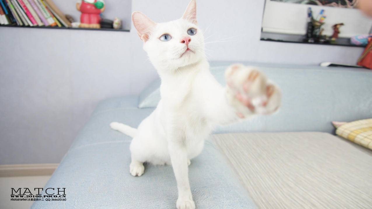 东莞小红书推广券如何用 - 网络资讯 - ks业务下单