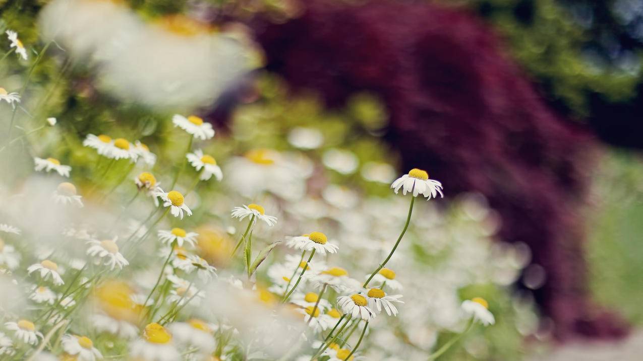 销售iphone小火箭违法吗  ( 小火箭买了永久免费嘛 ) - 55dz账号网