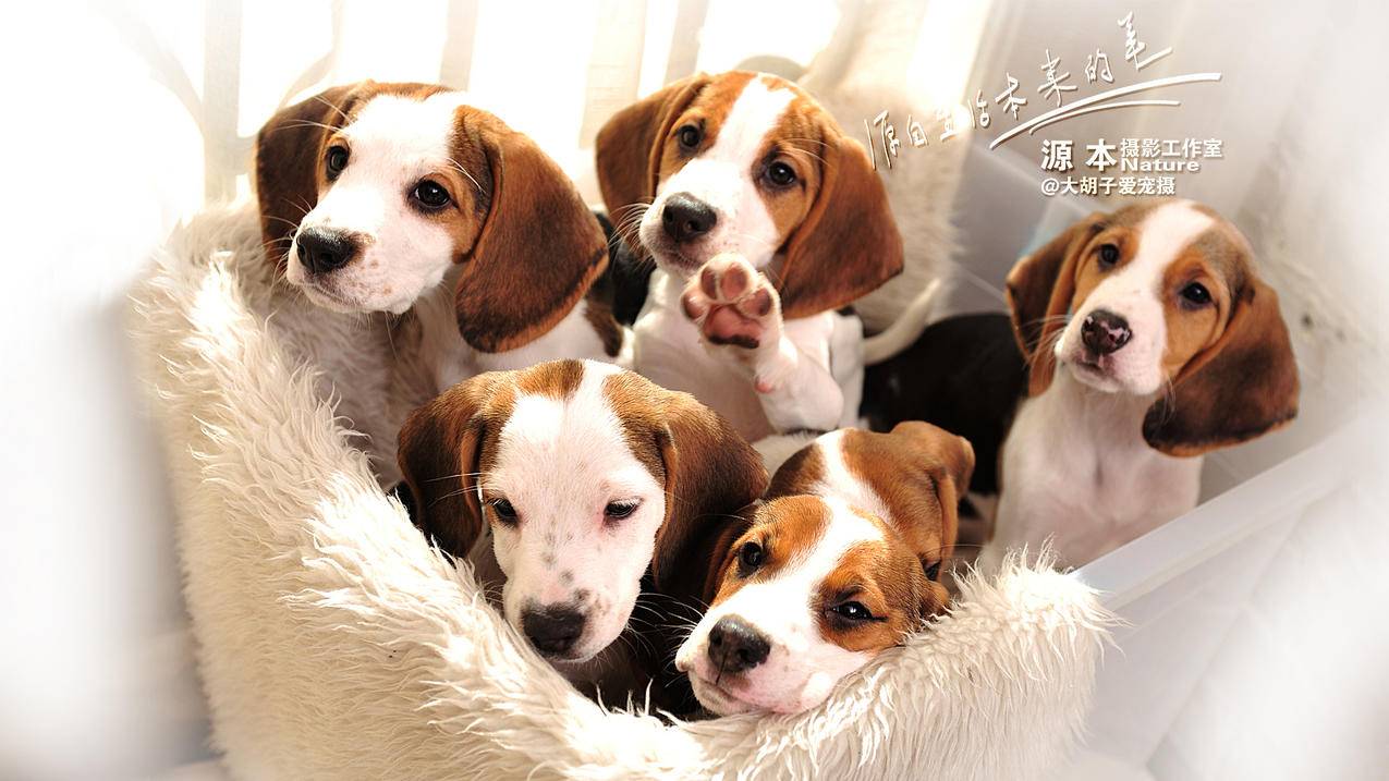 appleid账号分享最新_最新苹果id分享 - Apple ID相关 - 55dz账号网