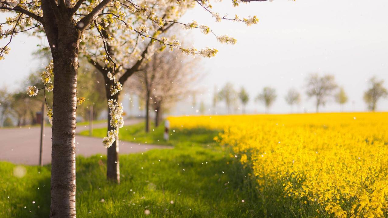 2020日本idea设计奖铜奖（日本优良设计奖） - 日本苹果ID - 55dz账号网