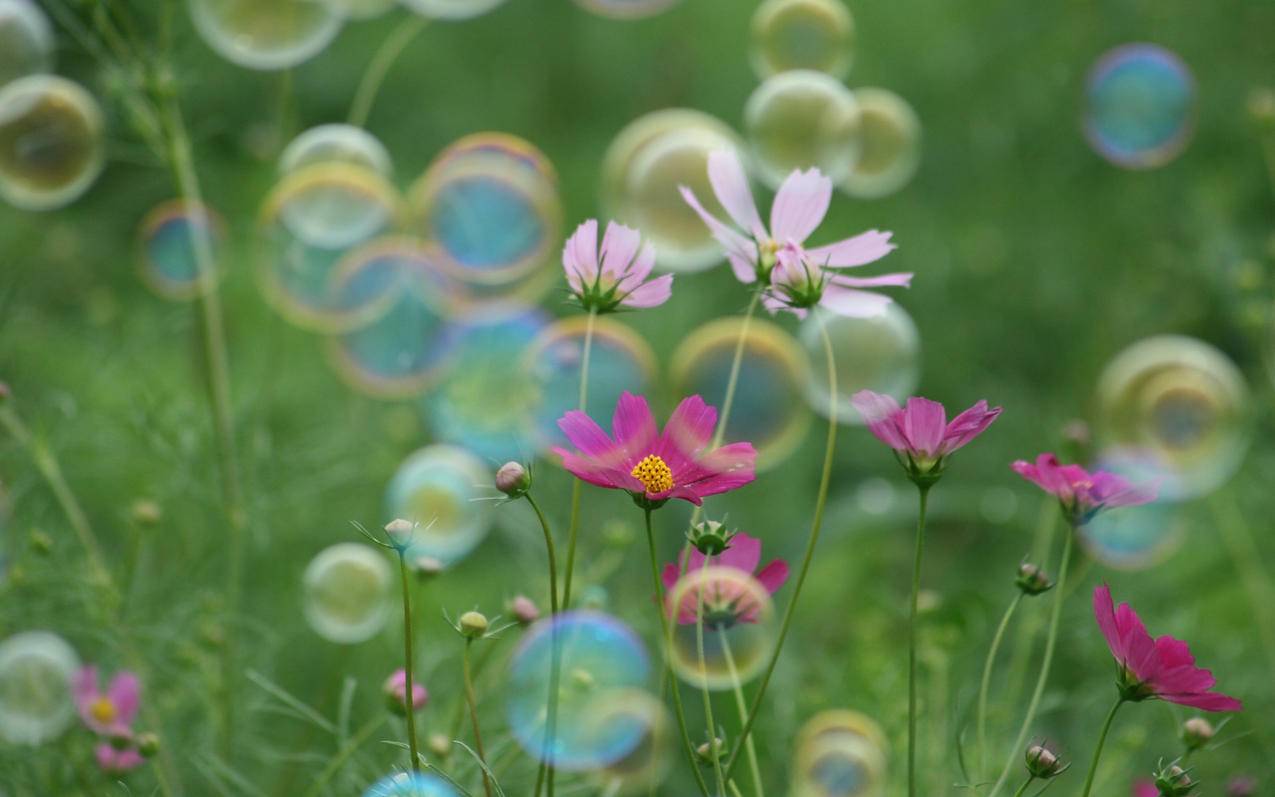 日本地区苹果id共享_日本苹果id共享账号2021 - 日本苹果ID - 55dz账号网