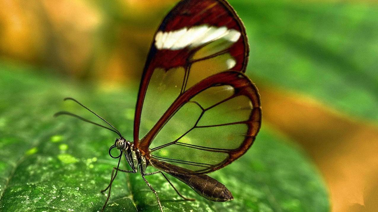 Google服务连接失败,怎么回事?  ( 为什么谷歌登录一直显示连接失败呢? ) - 55dz账号网