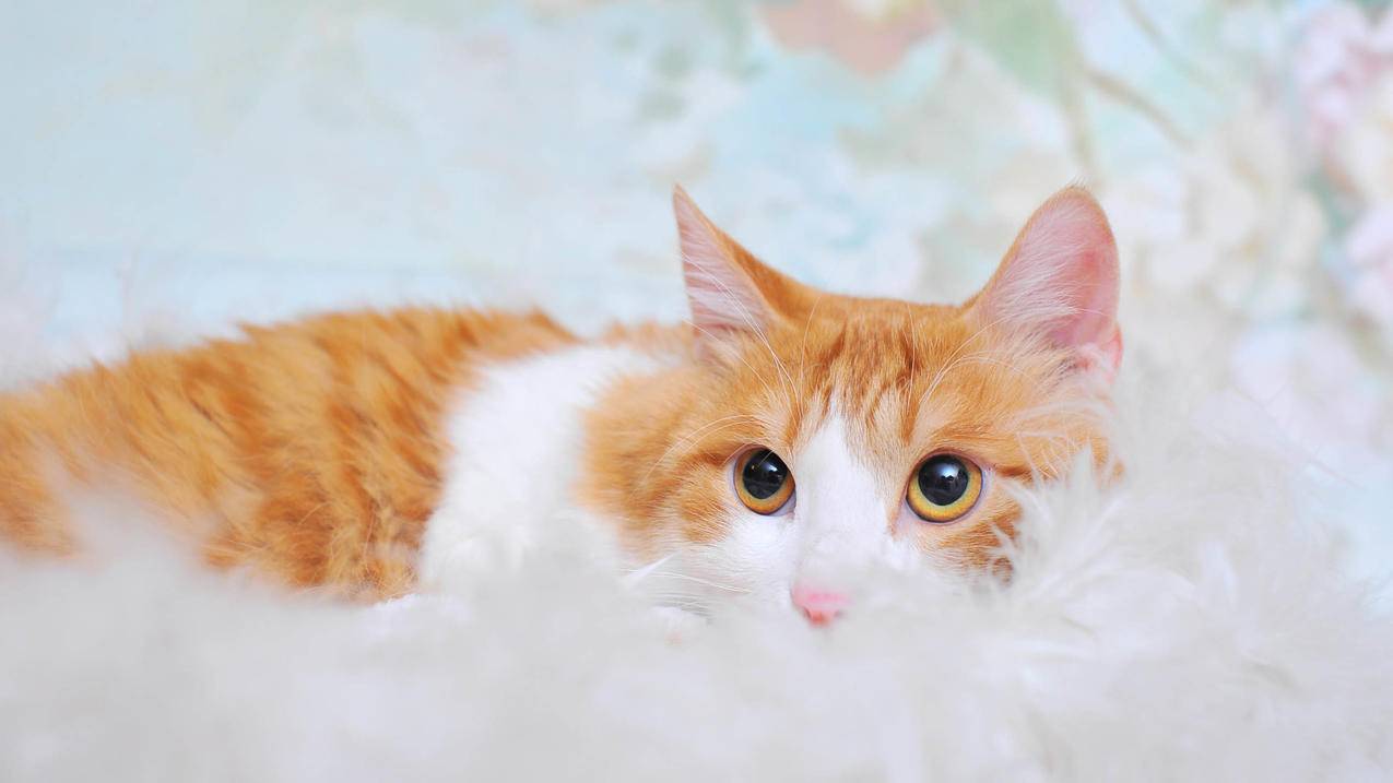 购买的日本苹果id怎么修改_apple id怎么改成日本 - 日本苹果ID - 55dz账号网