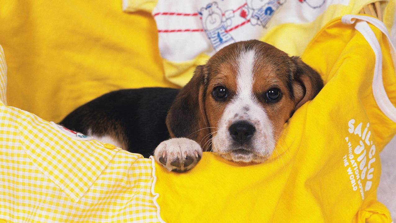 内娱ins粉丝最多的女明星_内娱ins粉丝最多的女明星排名 - INS相关 - 55dz账号网