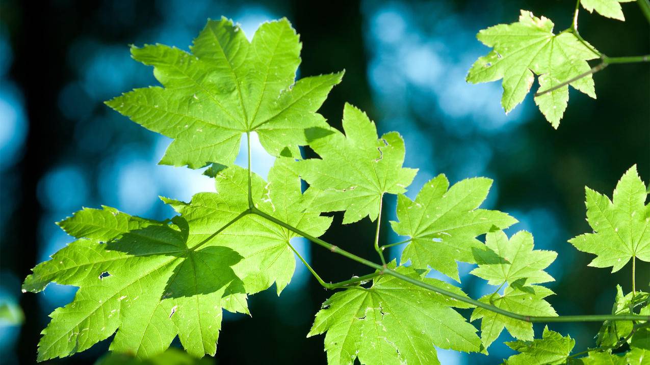 越南苹果id一般是用真名吗 - 各区苹果ID - 55dz账号网