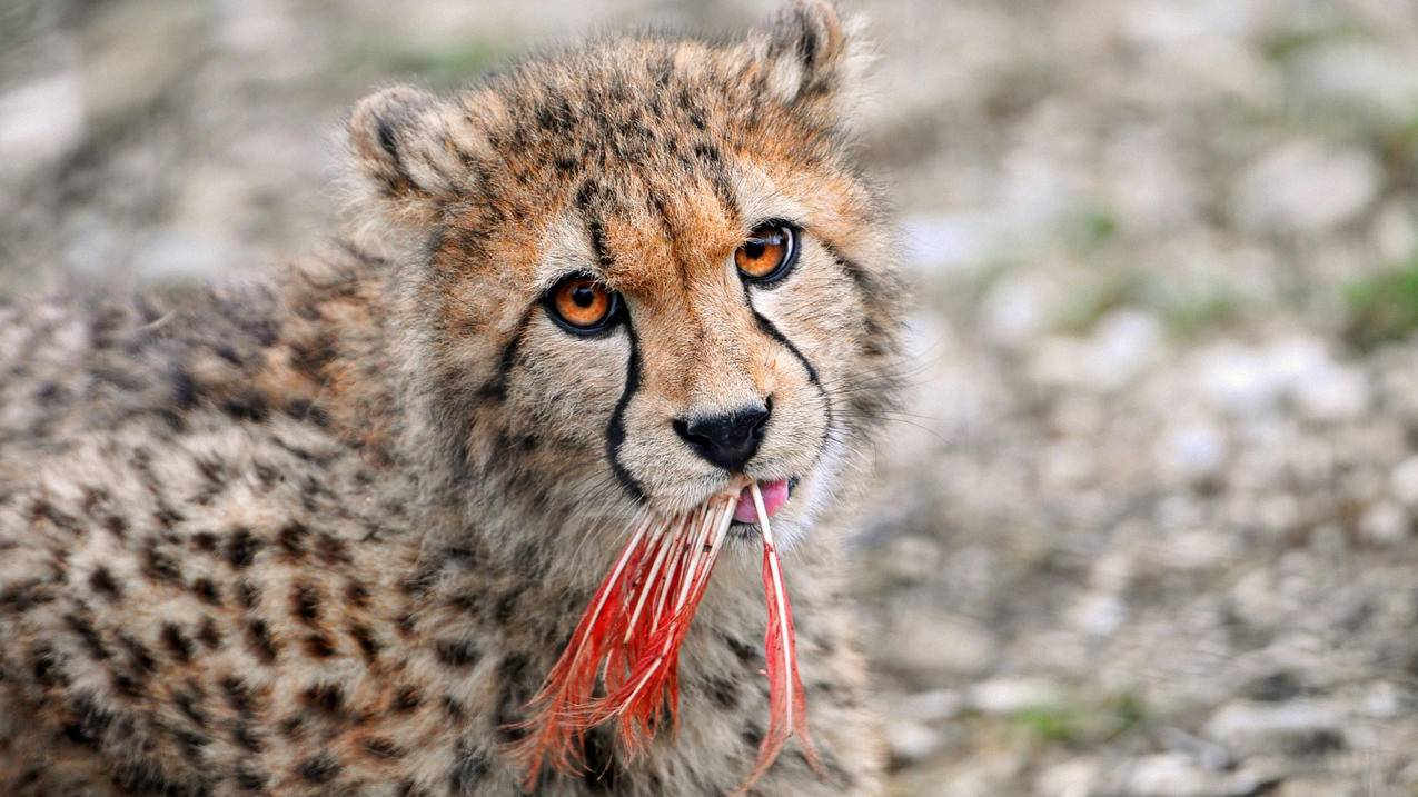 快手粉丝一元100个双击-免费秒赞网站,B站刷粉丝平台最低价,王者QQ区刷赞真人