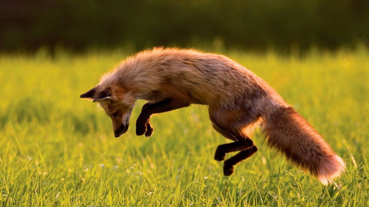 ins的链接哪里复制_ins的url怎么复制 - INS相关 - 55dz账号网