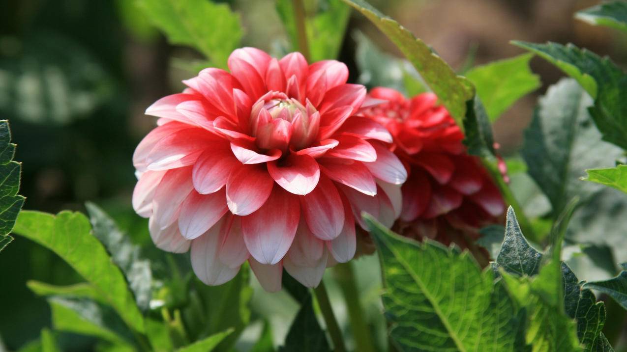 iphone忘了日本appleid密码怎么退出登陆_苹果登陆日本id怎么退出 - 日本苹果ID - 55dz账号网