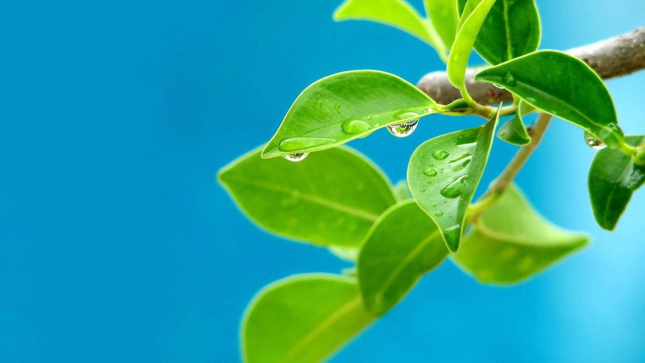 怎么玩美服云顶之弈手游_怎么玩美服云顶之弈手游版 - 美国苹果ID - 55dz账号网