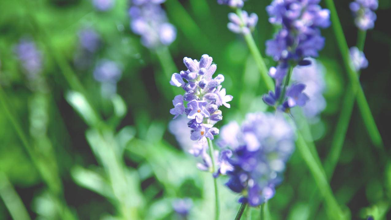 登陆苹果id怎么同步通讯录_apple id通讯录同步 - 各区苹果ID - 55dz账号网