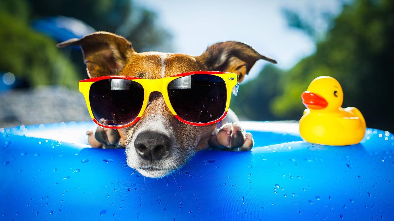 偶像梦幻祭日服新卡_偶像梦幻祭日服新卡值得买吗 - 日本苹果ID - 55dz账号网