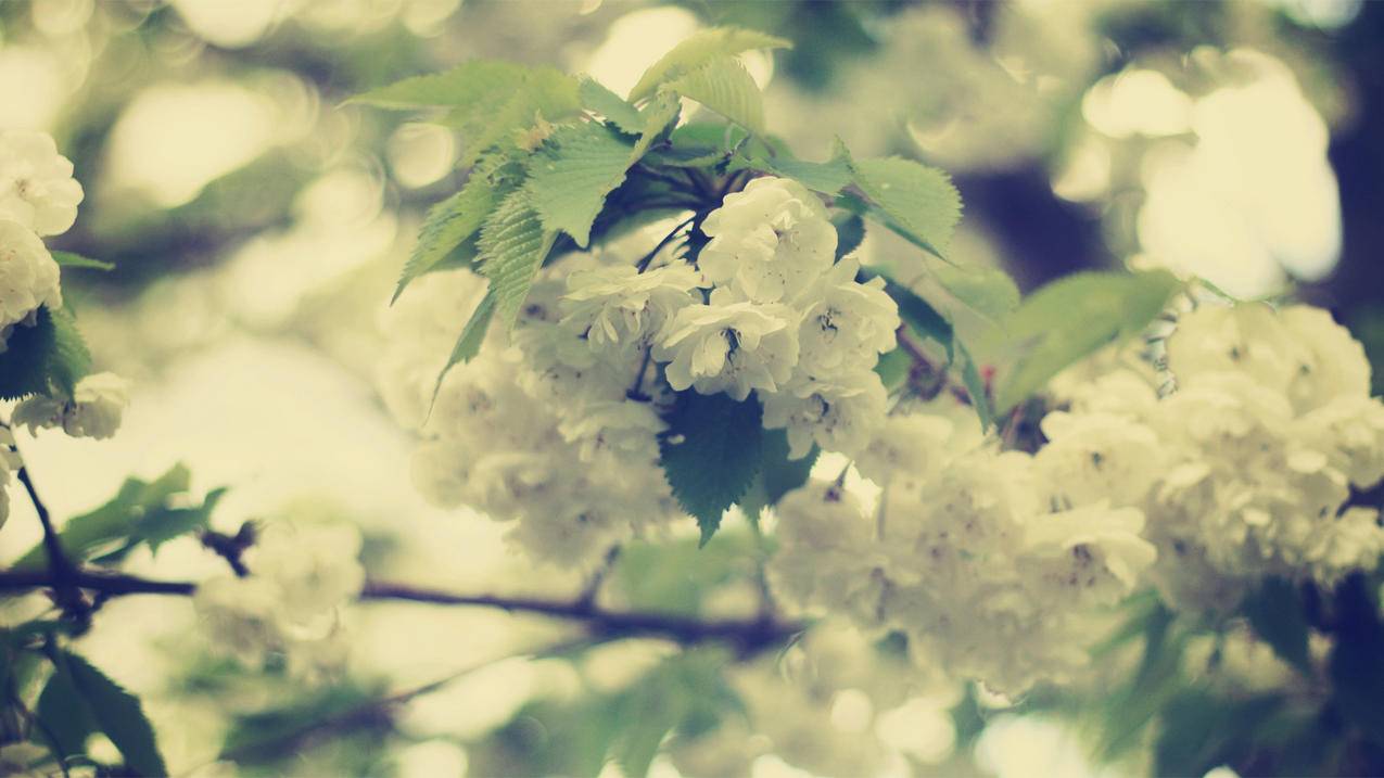 抖音主义背景是什么-dy业务网