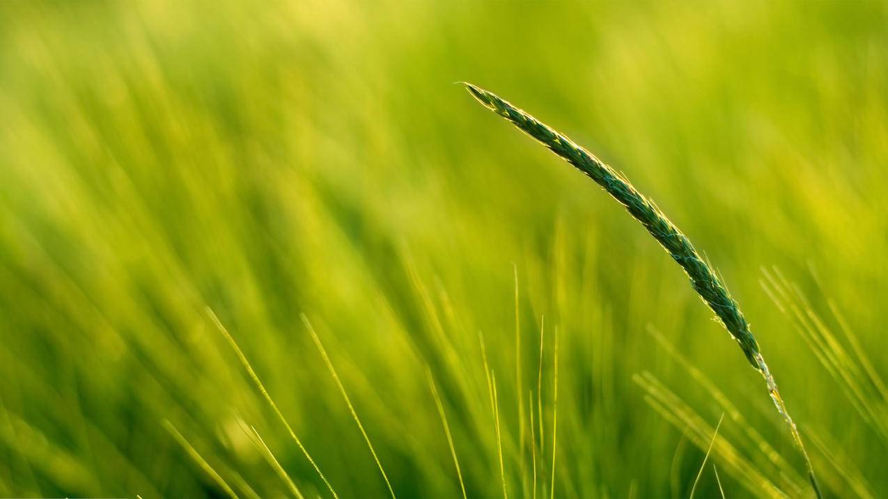 1元刷快手粉丝软件-麦子刷网站,抖音快手人气代刷,qq刷赞网站代刷