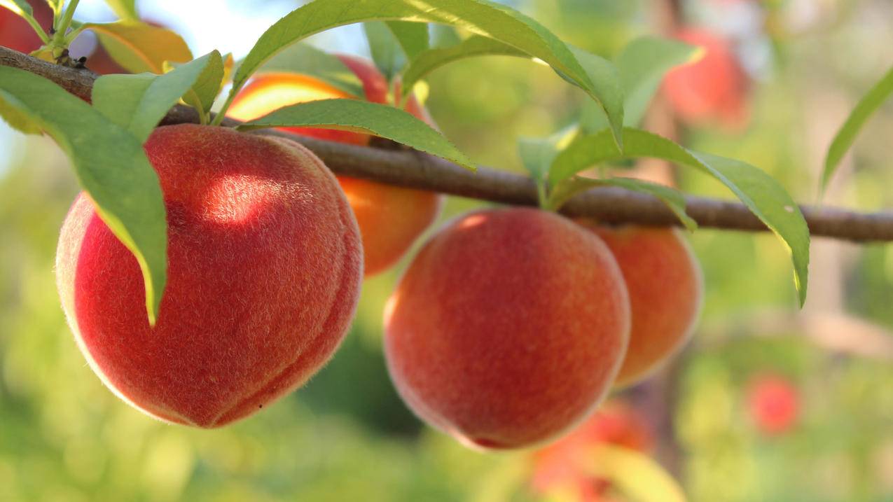 低价刷qq名片赞网站 - 简单代刷网,爱代挂平台,刷赞免费平台推广ks,行业网站搜索