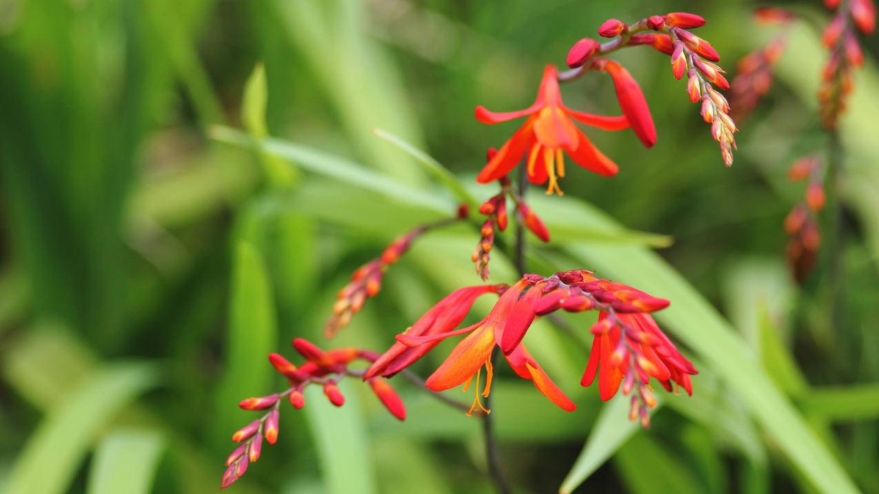 越南苹果id不小心退出了,还忘记了ID密码 - 各区苹果ID - 55dz账号网