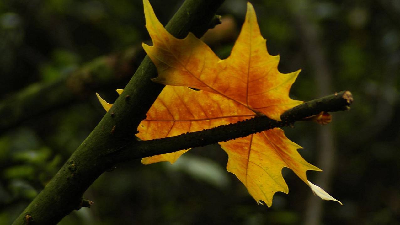 台湾苹果id密码24小时重设可以吗_苹果id密码忘记要等24小时 - 台湾苹果ID - 55dz账号网