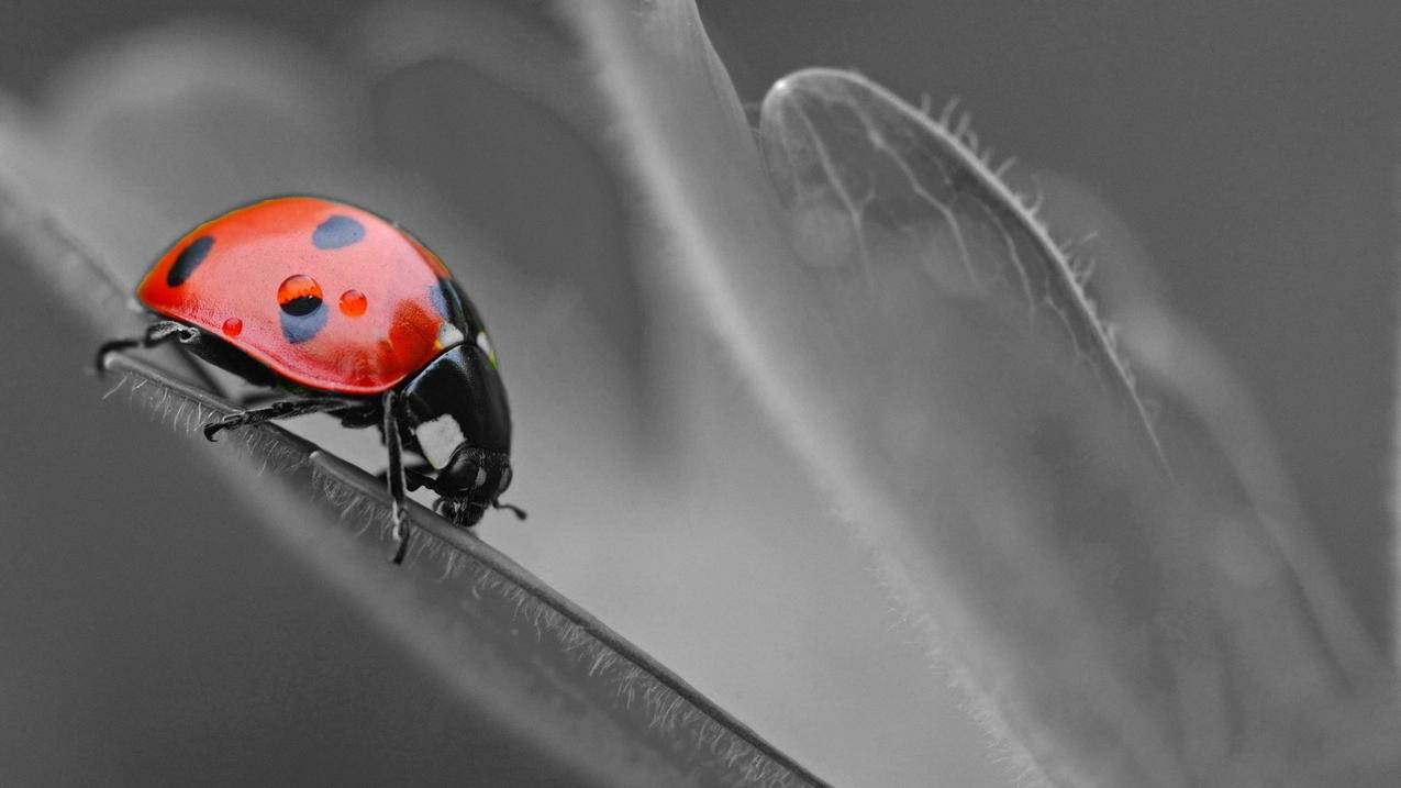 管理你的iphone越南id官网怎么打不开（管理你的iphone越南id官网怎么打不开了） - 各区苹果ID - 55dz账号网