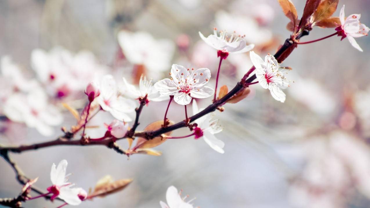 appleid验证生日日期为什么格式不对_iphone生日验证输入有效 - Apple ID相关 - 55dz账号网