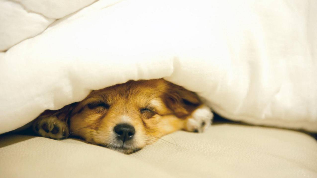 nba2k20安卓版下载手机版中文版_nba2k20安卓版下载官网 - IOS分享 - 55dz账号网