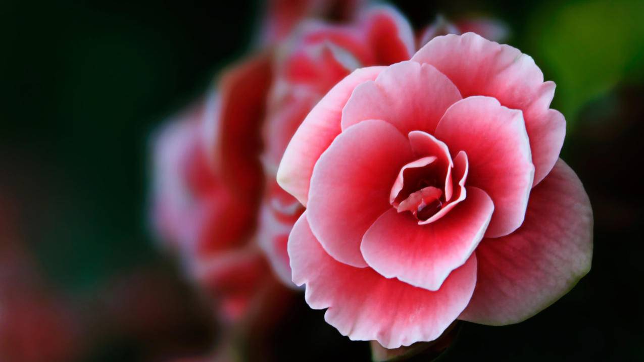 nba2kol投篮键位_nba2kol2投篮键 - IOS分享 - 55dz账号网