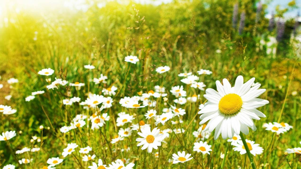 抖音小红书如何直播卖货 - 网络资讯 - ks业务下单