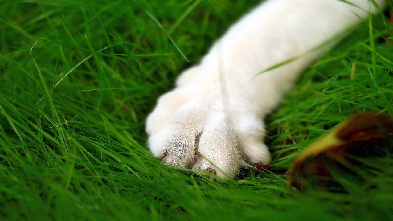 王者免费赞 - qq刷会员永久平台地址最便宜的,快手业务24小时自助下单平台