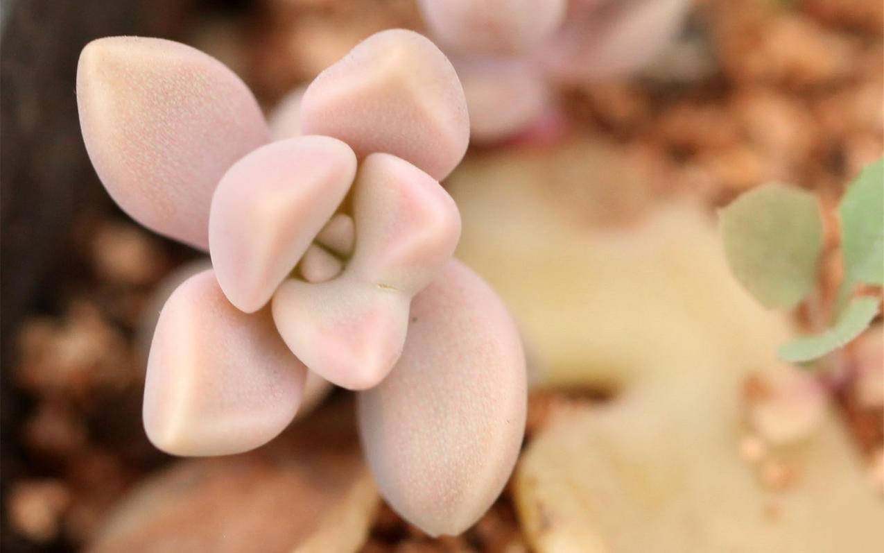 tiktok对ip地址要求_tiktok 独立ip - tiktok相关 - 55dz账号网