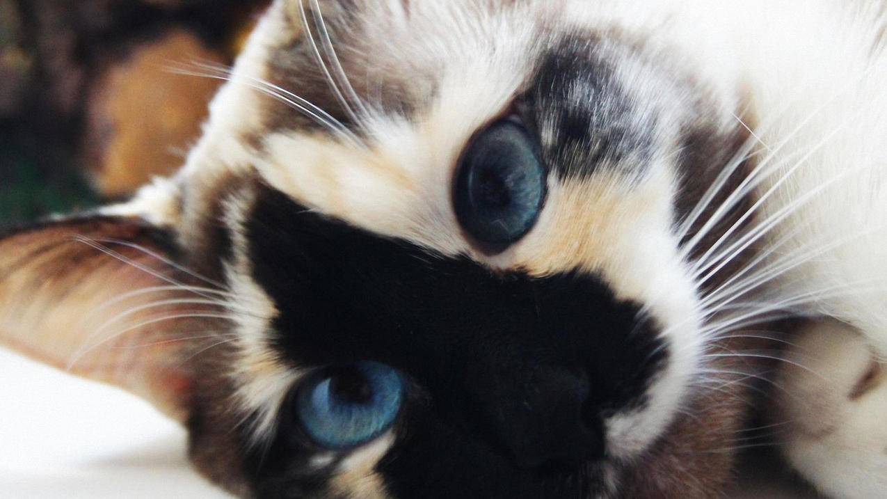 美服苹果id怎么更改ID名字_苹果怎么更改美服ID - 美国苹果ID - 55dz账号网