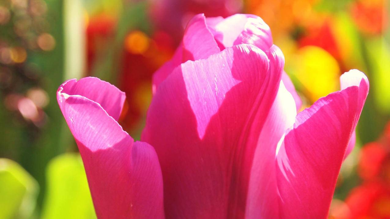 苹果自带音乐播放器怎么用不了,苹果自带音乐播放器怎么用 知乎 ， 如何评价知乎  - 55dz账号网