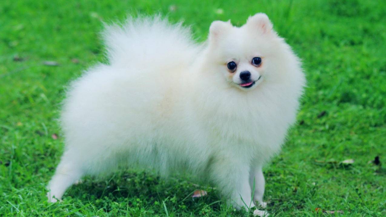 香港苹果id密码忘了手机号注销了_香港苹果id密码忘了手机号注销了怎么办 - 香港苹果ID - 55dz账号网